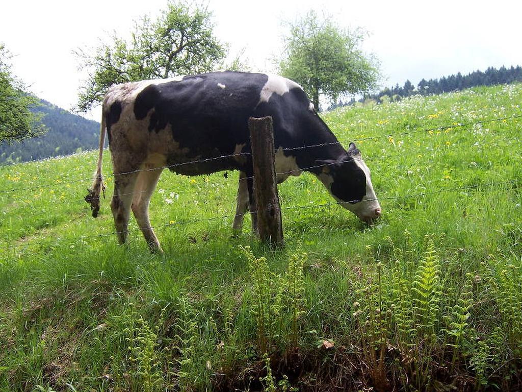 Stinneshof Oberharmersbach Εξωτερικό φωτογραφία